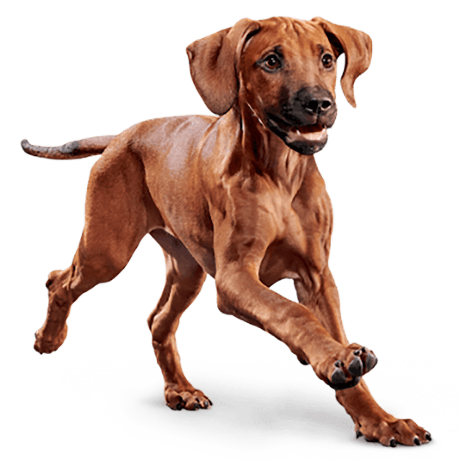 animal-placeholder