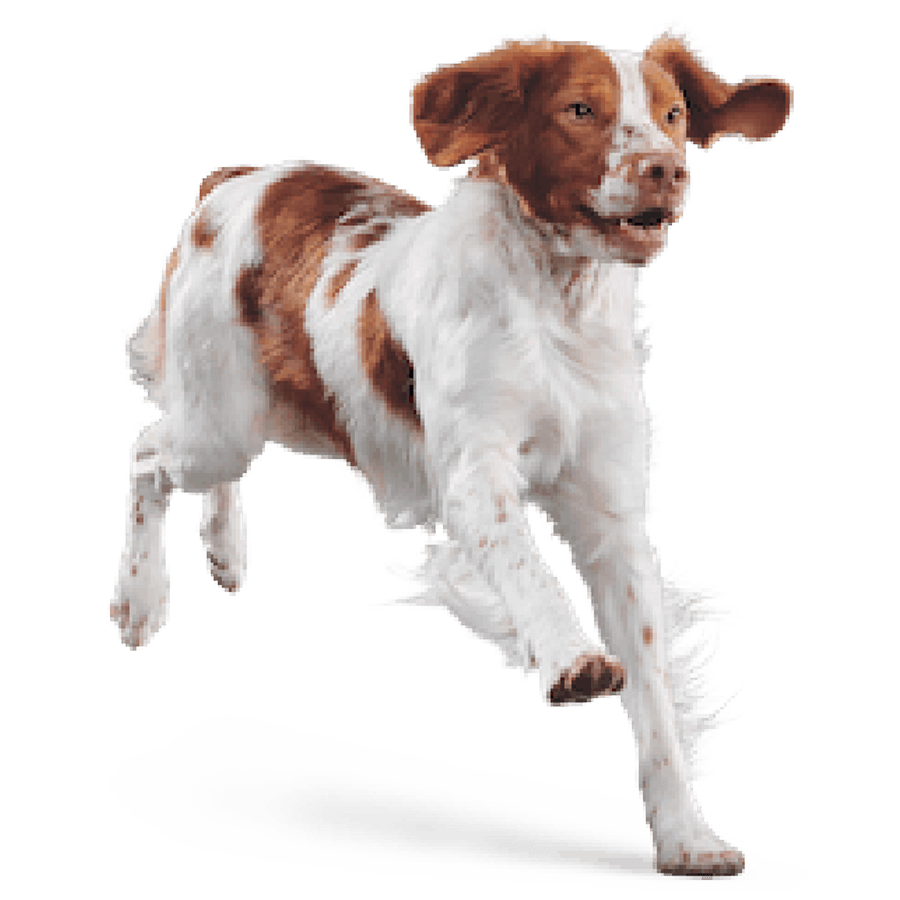 eukanuba-senior-img